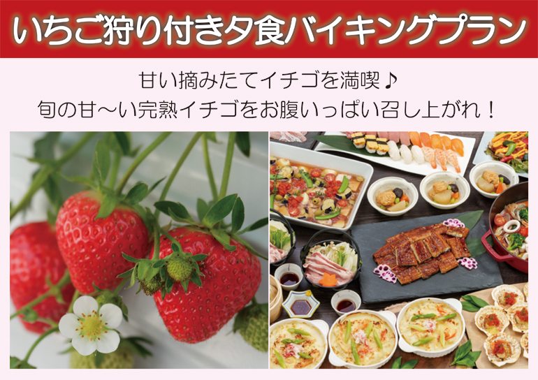 甘い摘みたてイチゴ🍓を満喫♪<br />いちご狩り付き夕食バイキングプラン