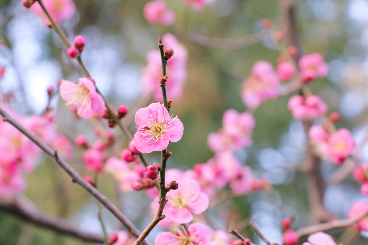 早春の絶景！ホテル周辺のおすすめ梅の花スポット