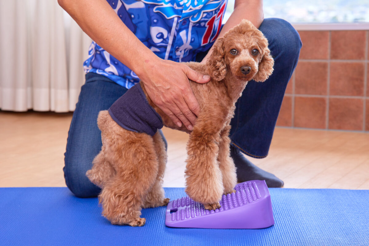 愛犬専用 フィットネスアメニティ<br />TotoFit K-9 コアウェッジ<br />レンタル開始のお知らせ