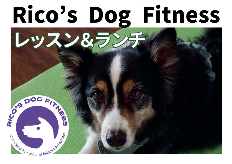 2025年9月23日(火)より<br />愛犬のパーソナルトレーニングレッスン スタート！<br />Rico's Dog Fitness レッスン＆ランチ